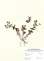 藏品(玉山金絲桃)的圖片